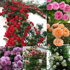 100Pcs Climbing Rose Rosa