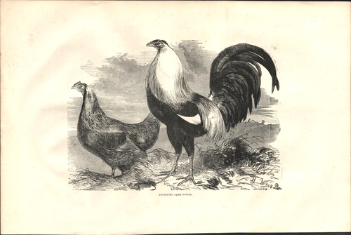 1867 duckwing old english game - english,