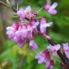 Judas Tree Sapling - Cercis Siliquastrum with Edible Pink Flowers