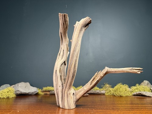 Manzanita driftwood - 10”,