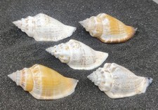 10 x Strombus Urceus Bear Conch Hermit Crab Shells (5 x Large and 5 x Medium)
