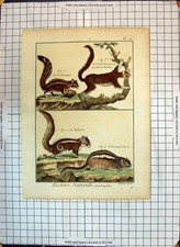 Original Old Antique Print Colour Animals Suisse Malabar Barbaresque Palmiste