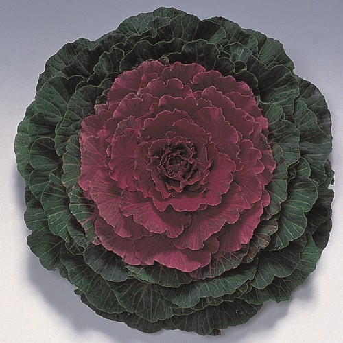 Ornamental cabbage pigeon red - ornamental,
