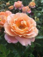 Fragrance Large Apricot/ Peach Pink Hybrid Tea Bush Rose In A 3 Litre Pot