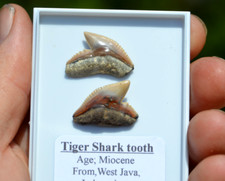 PAIR OF  RARE JAVAN TIGER SHARK TEETH, INDONESIAN ! , N13