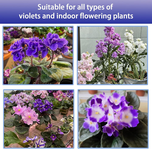 African violet potting - violet,