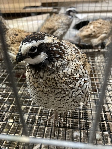 Mexican speckled bobwhite - mexican,