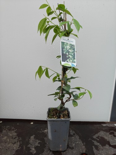 Climbing trachelospermum 5l - climbing,