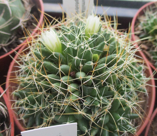 Dolichothele camptotricha - dolichothele,