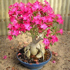 CRIMSON /PINK  ADENIUM