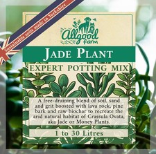 Jade Plant Premium Potting