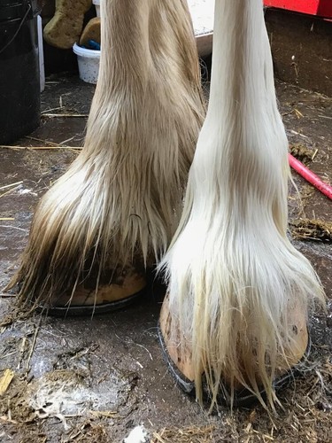 White grey horse - horse, henny