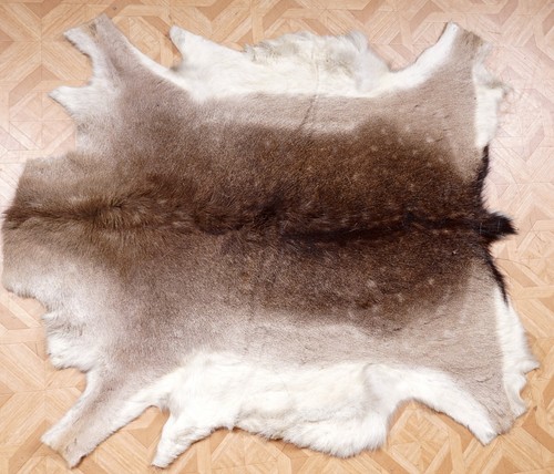 Beautiful deer fur fallow deer