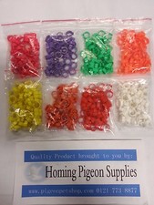 racing pigeon, quail, poultry