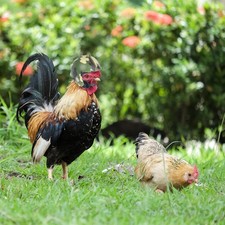 Funny Chicken Helmet Small Pet