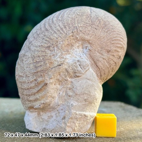 Rare nautilus - rare:,