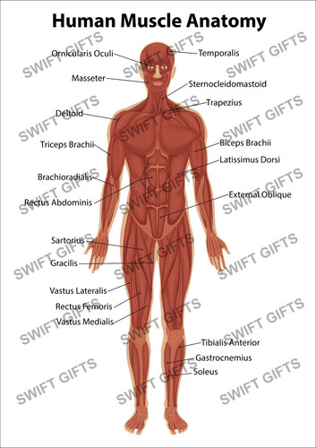 Human muscle diagram anatomy - muscle,