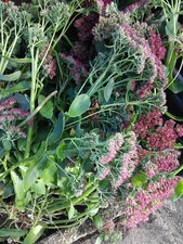 To Clear Large Bareroot Clump