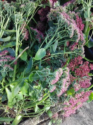 Clear large bareroot clump - to,
