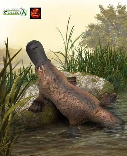 Platypus australian wildlife - platypus,