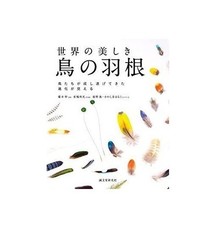 Beautiful Bird Feathers of The