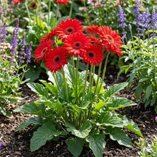 Gerbera 'Garvinea Sweet