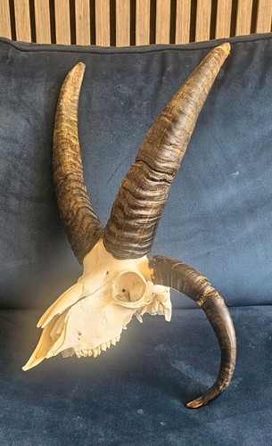 Amazing horned jacob - amazing,