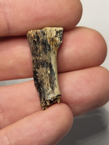 Dinosaur age fossil found - dinosaur,