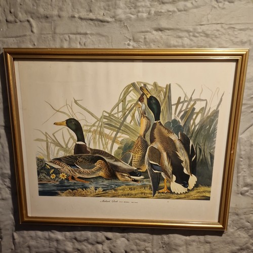 Vintage john audubon framed - vintage,