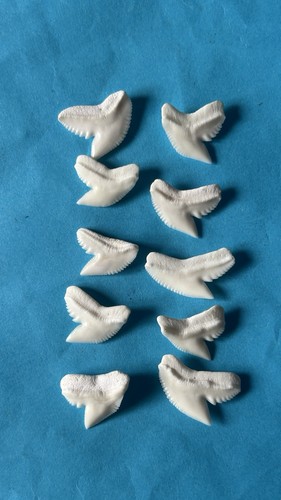 Genuine tiger shark teeth 10 - tiger, (10