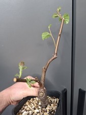 silver birch bonsai starter
