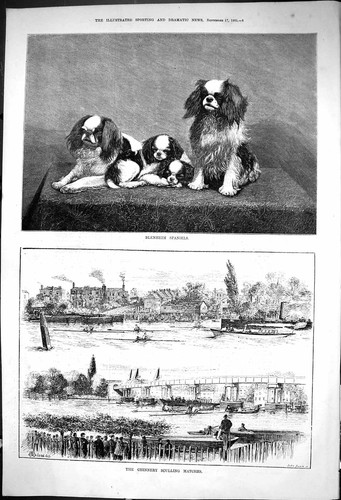 Old 1881 blenheim spaniels - old,