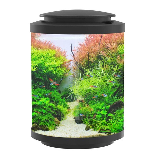 Betta choice acrylic cylinder - choice,