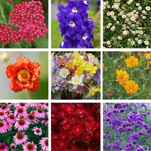 Nurserymans choice perennials - choice,