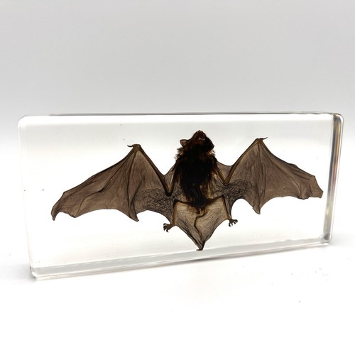Real bat resin - bat,