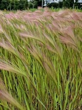 Squirrel Tail grass x 2 plug