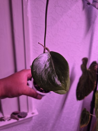 Hoya balaensis rooted plant - balaensis,