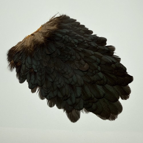 Soft hackle hen saddle patch - hen,