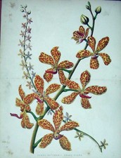 Old Antique Print 1885 Colour