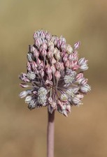 Perennial leek 'Poireau