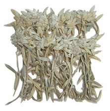 Pressed flowers, Edelweiss