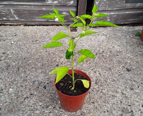 Natural home grown - 1, x
