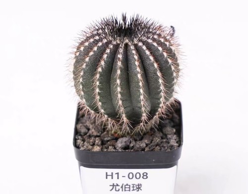 Pot 5cm rare plant - pot,