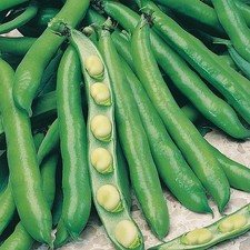 Broad Bean Seeds  - Bunyard