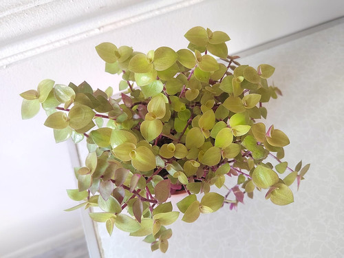 Rare callisia repens gold - repens, 'gold