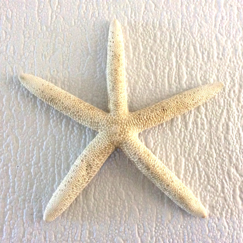 Starfish white - starfish,