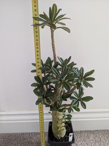 Dorstenia gigas large - gigas, large/