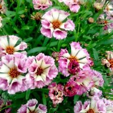 Coreopsis 'Incredible! Sea