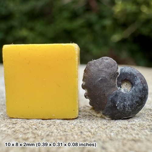 Creniceras ammonite fossil - ammonite,