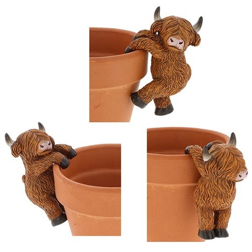 Happy highland coo cow - coo, plant
